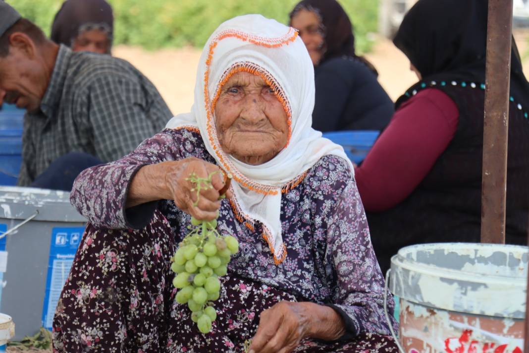 Yaşı 100 liraya satılıyor! Kurutulunca kilogram fiyatı 250 lirayı geçiyor 6